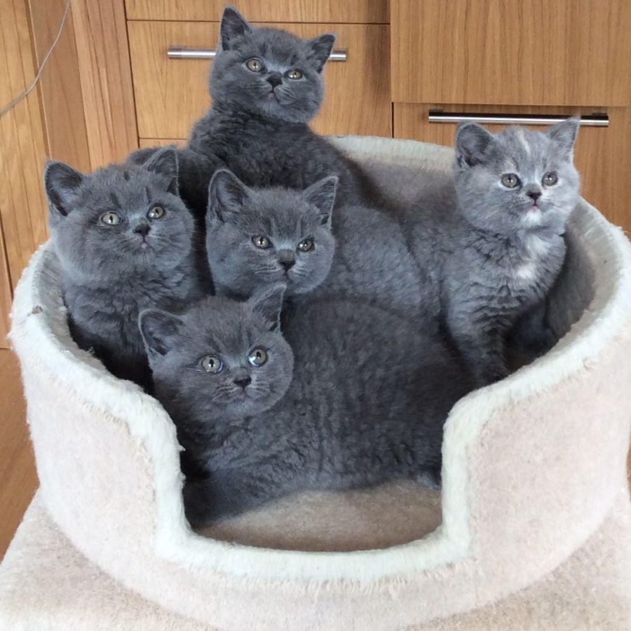 british-shorthair-343553